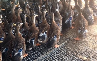 我国最大肉用鸭品种是什么？