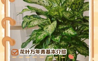 万年青老品种有何功效？图片能辨别吗？