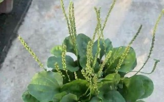 车前子怎么种？视频教你种！