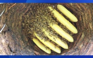 中蜂冬季管理有何关键要点？