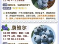 哪种蓝莓品种能一年挂果？