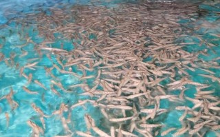 青岛今年水产养殖情况，产量与收益究竟如何？