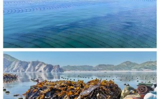 浙江海域海带养殖品种有哪些？