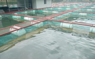 家庭小型水产养殖模式有哪些关键点？