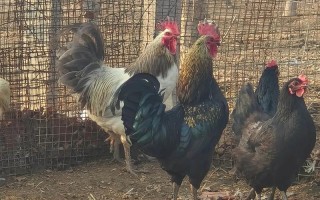 山上养什么鸡品种好？