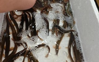 南京水产市场批发泥鳅