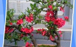 日本海棠花怎么繁殖？