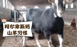 现在养什么品种的羊好？