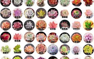 求多肉品种图片及名称有哪些？