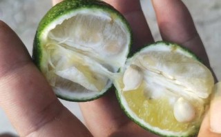 什么橙子有种子？哪些橙子品种带籽？