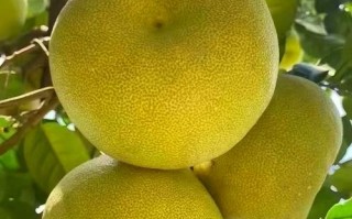 北方哪些柚子品种能种？