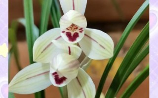 莲瓣兰有哪些常见品种？