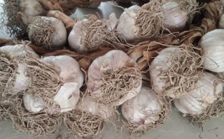 东北适合种哪些大蒜品种？