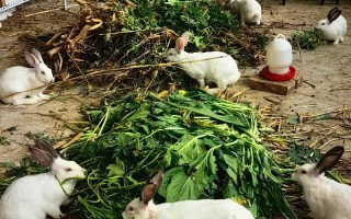 玉米秸秆喂兔子要注意什么？