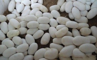 大王蛇蛋价格多少