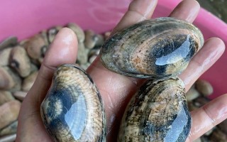 花甲养殖需哪些专业条件？