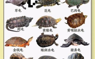 中国龟类品种有哪些？