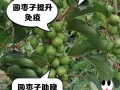 山东农科院枣树品种介绍