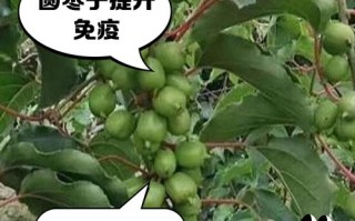 山东农科院枣树品种介绍