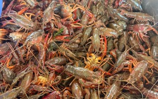 龙虾养殖市场行情如何？