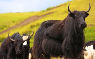 青海吃的是什么品种牛