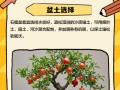 花卉石榴树怎么养才好？