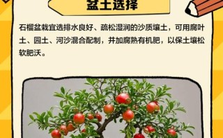 花卉石榴树怎么养才好？