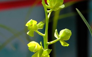 兰花鸿运素荷是何品种？