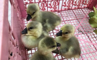 中国最小鹅品种是哪种？