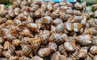 花螺品种有哪些？