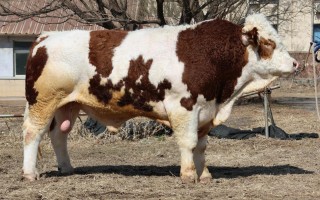 东北适合养啥牛品种？