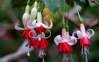 大花倒挂金钟怎么养才开花？
