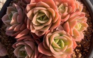 多肉最贵品种有哪些？