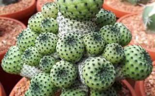 仙人球品种哪个最好？