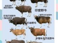 哪个地方的牛的品种好