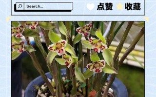 兰花养殖咋养才好？注意啥？