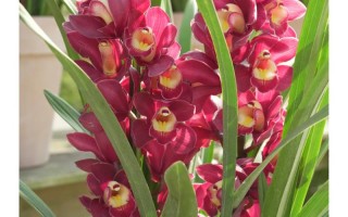 大花蕙兰什么品种最好？