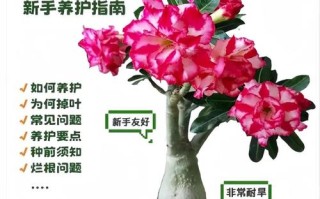 玫瑰花冬天种植方法有哪些？