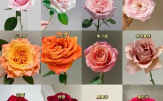 常见玫瑰花品种有哪些？