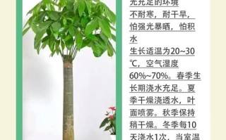 冬天发财树怎么养才能安全过冬？