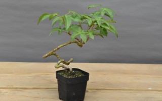 枫香病虫害如何有效防治？