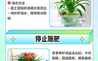 鸿运养殖方法和注意事项有哪些？