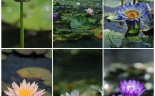 睡莲品种到底有多少？