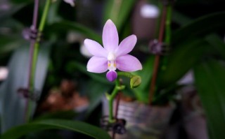 法国兰花有哪些常见品种？