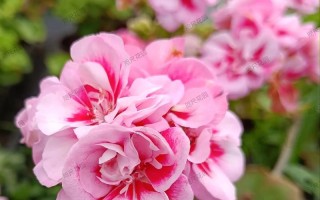 直立天竺葵有哪些品种？