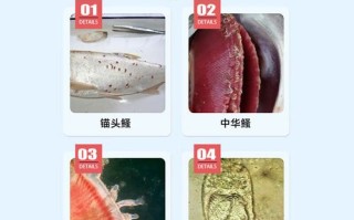 水产阿维菌素如何解救养殖危机？