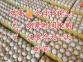明天广东鸡蛋价格多少