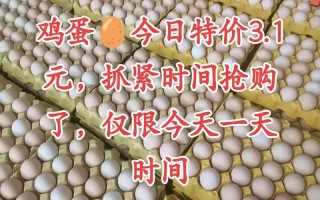 明天广东鸡蛋价格多少