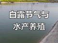 白露水产养殖需注意哪些要点？