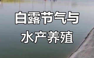 白露水产养殖需注意哪些要点？